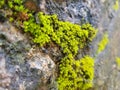 Moss has grown on a wet cement wall Royalty Free Stock Photo